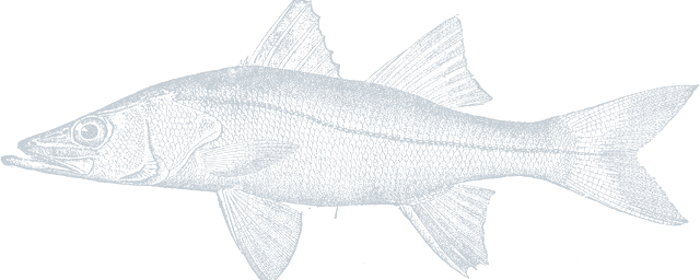 Snook illustration